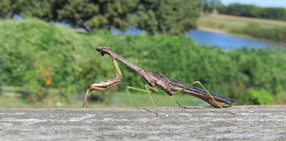 praying mantis kitties first full day 013
