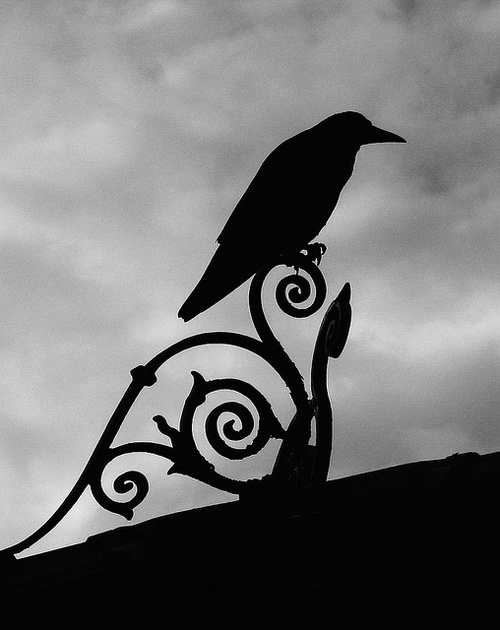 raven
