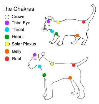 pet chakras
