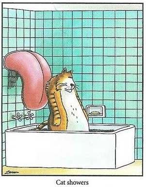 cat showers