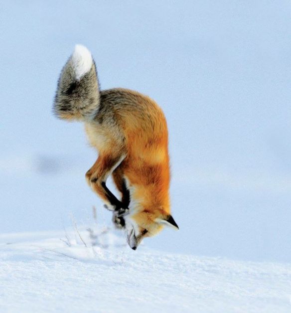 Red Fox Richard Peters