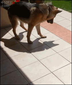 shadow dog