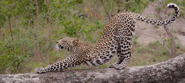 Leopard by Ben Coley