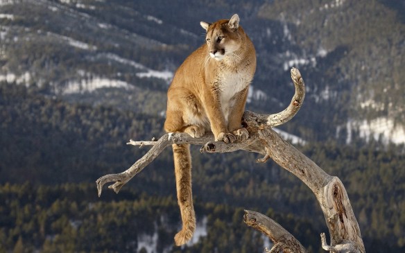 mountain_lion_desktop_pictures